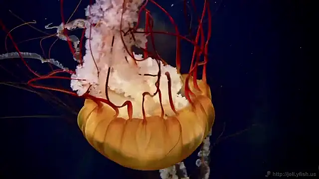 streamy test15 online show from 04/23/26, 03:58