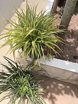 king cum  online show from 02/12/26, 02:34