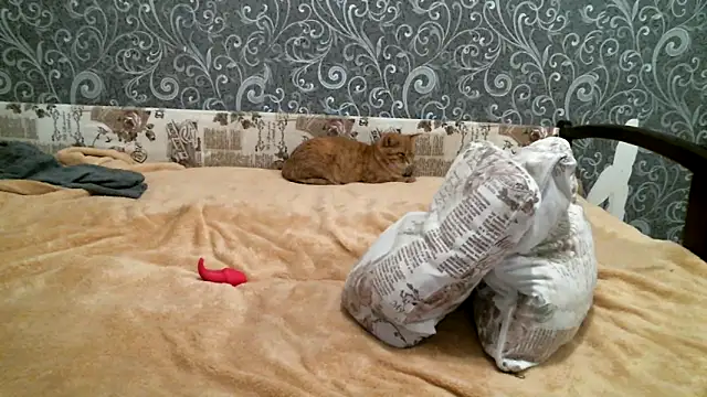 DennisXCaroll online show from 02/19/25, 05:27