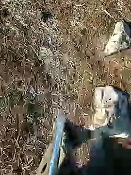 murokkk31 online show from 01/15/25, 08:09