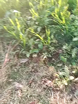 Sweet Dhara online show from 01/10/25, 11:33