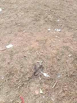 Sweet Dhara online show from 01/11/25, 10:40