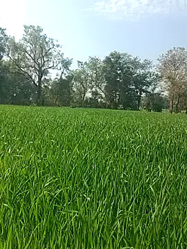 Sweet Dhara online show from 01/29/25, 07:25