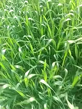 Sweet Dhara online show from 02/03/25, 10:03