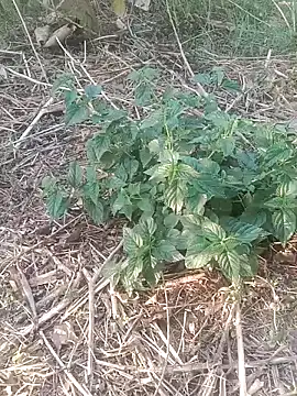 Sweet Dhara online show from 02/12/25, 11:07