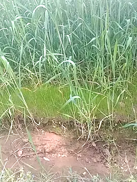 Sweet Dhara online show from 02/15/25, 06:44