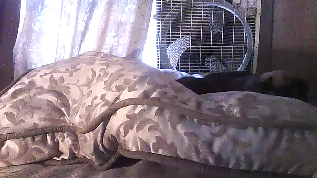 luke thighwalker2469 online show from 04/20/26, 04:10