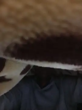 WrongedParvo online show from 11/23/25, 11:48