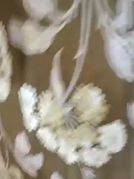 Raat ki rani  online show from 01/04/25, 05:05