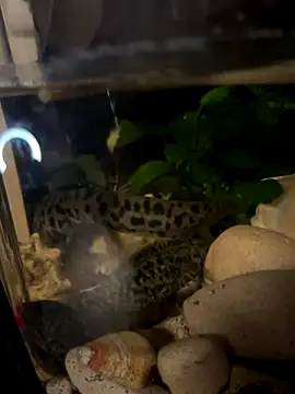 BroadFantasy online show from 10/18/25, 07:14