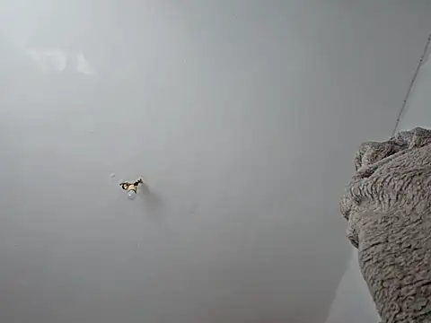 charlye inkkkk online show from 03/01/25, 10:13