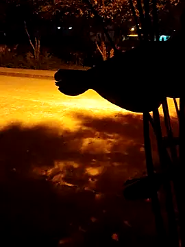 BeetledFlouter12 online show from 03/05/26, 03:24