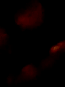 pretinhanovinha online show from 03/07/26, 12:40