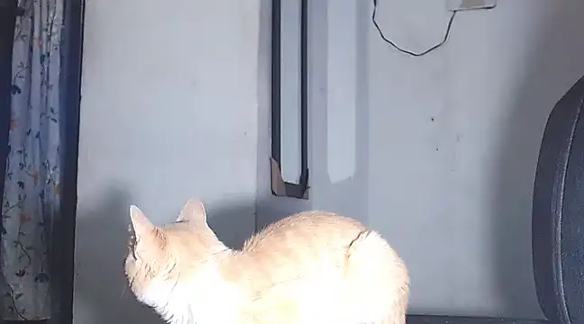 Snapshot of sofi_doll77 chatting on 03/01/25, 10:53 sofi doll77 online show from 03/01/25, 10:53