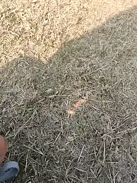 Gururonny07 online show from 01/16/25, 07:38