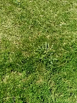 Gururonny07 online show from 03/05/25, 07:49