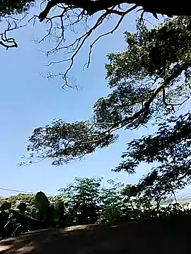 Chocolate factory man online show from 01/18/25, 11:43