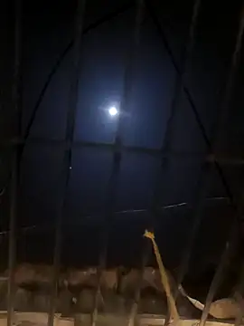 jellydicks online show from 01/11/25, 05:29