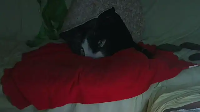 VeneRed online show from 09/23/25, 09:51