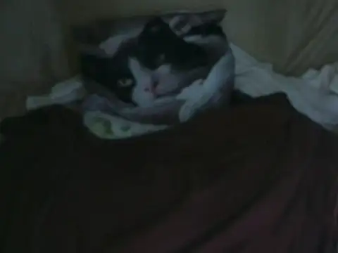 VeneRed online show from 10/02/25, 07:54