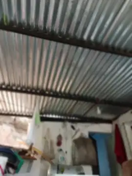 elputoflaco online show from 03/24/26, 01:16