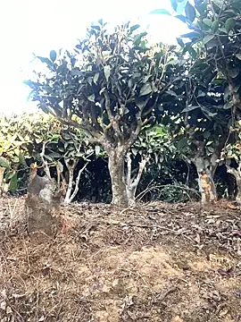 ShroveRising online show from 01/17/26, 10:20