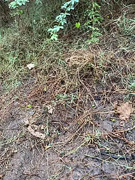 Snapshot of tamil000000 chatting on 03/13/25, 01:43 tamil000000 online show from 03/13/25, 01:43