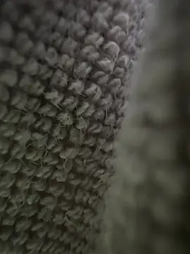 Majorcumlive online show from 06/25/26, 11:37
