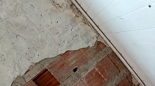 frotasso online show from 01/18/25, 04:31