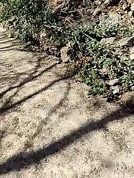 VelvetChocolate7 online show from 02/24/26, 08:29