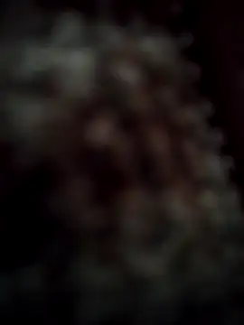 RODRI POLLADURA online show from 11/28/25, 02:42