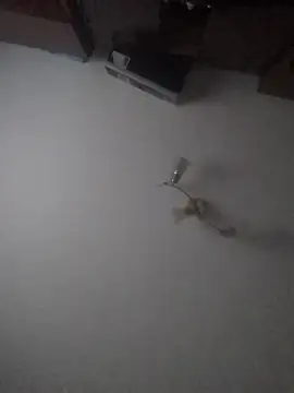 Lauren Amabel online show from 01/30/25, 02:04