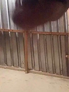 T9nybh3ksta66 online show from 09/14/25, 02:54