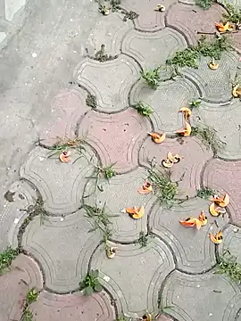 Snapshot of Raj41 chatting on 03/02/25, 01:36 Raj41 online show from 03/02/25, 01:36