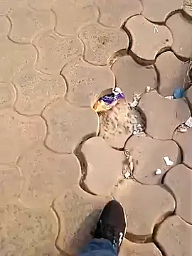 Raj41 online show from 12/02/25, 02:50