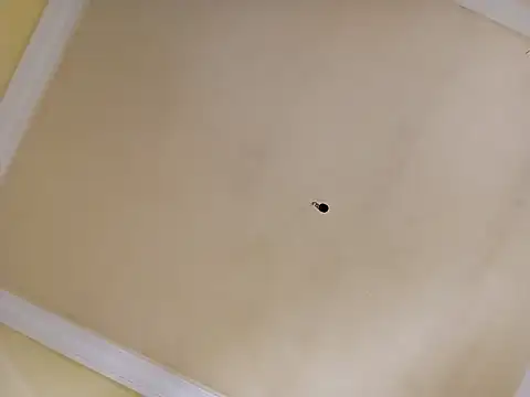 patrona sexooo online show from 04/02/26, 02:04