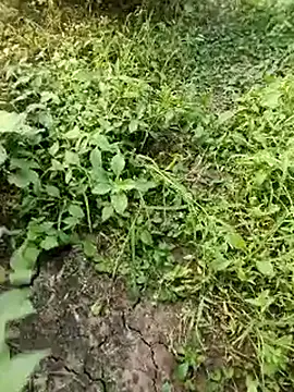 himvilohi08 online show from 10/19/25, 11:55