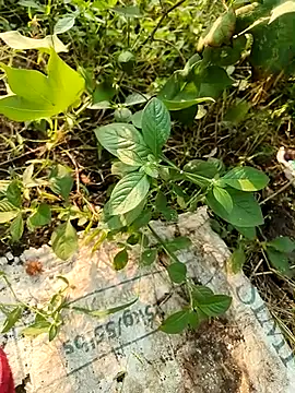 himvilohi08 online show from 10/21/25, 10:49