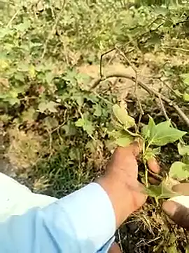 himvilohi08 online show from 02/05/26, 04:39