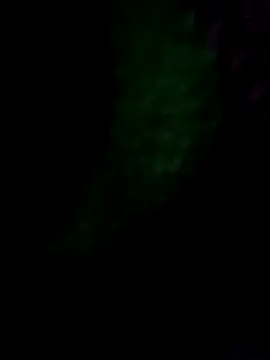 royall queen online show from 01/14/26, 07:36