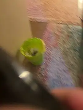 So8nan online show from 11/10/25, 05:34