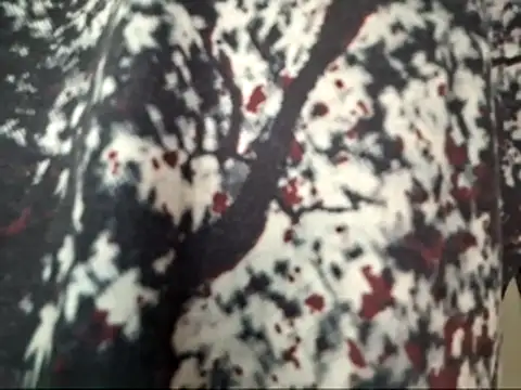 dabeibe online show from 01/16/26, 08:57