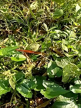 Rajat129 online show from 01/17/26, 04:28