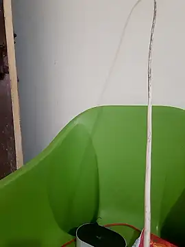 AnkitaDevi online show from 01/19/26, 11:03