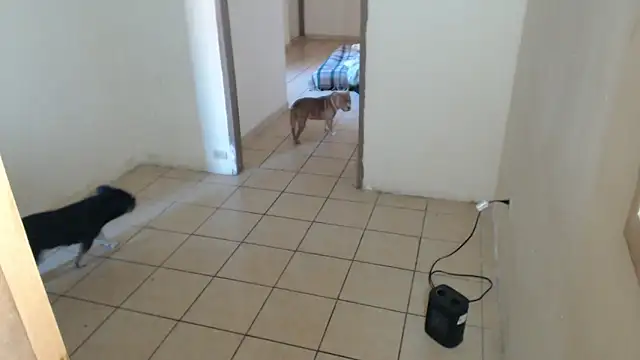 BlondZilla online show from 12/16/25, 08:58