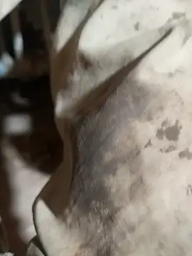 Snapshot of ParousFlow chatting on 10/15/25, 09:37 ParousFlow online show from 10/15/25, 09:37