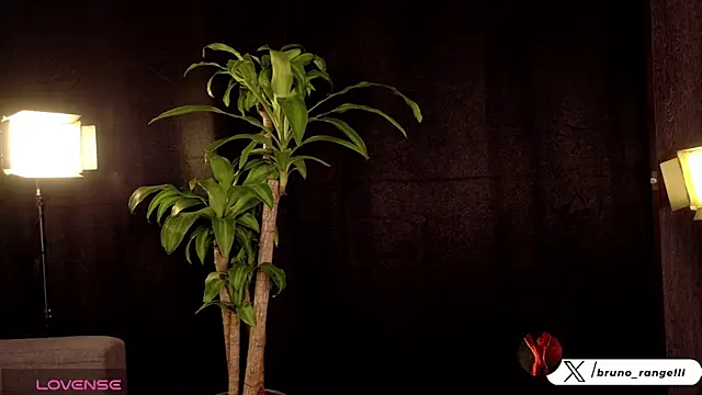 brunoorangel1 online show from 07/15/26, 11:21