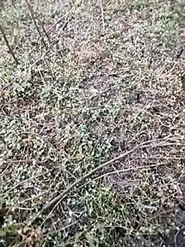 BlackhorseBBC online show from 12/05/25, 01:58