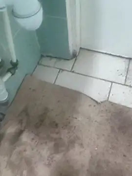 TrixieAndDaddy online show from 11/12/25, 06:14