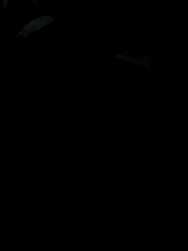 Snapshot of Reeelo chatting on 11/28/25, 04:09 Reeelo online show from 11/28/25, 04:09